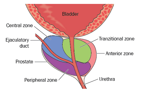 Prostate Ejaculatory Duct